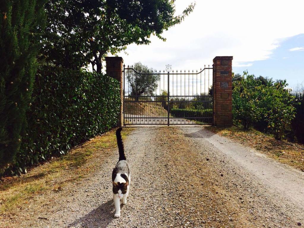 Agriturismo La Bicocca - Apt. "Il Leccio" Castel Rigone Pokój zdjęcie